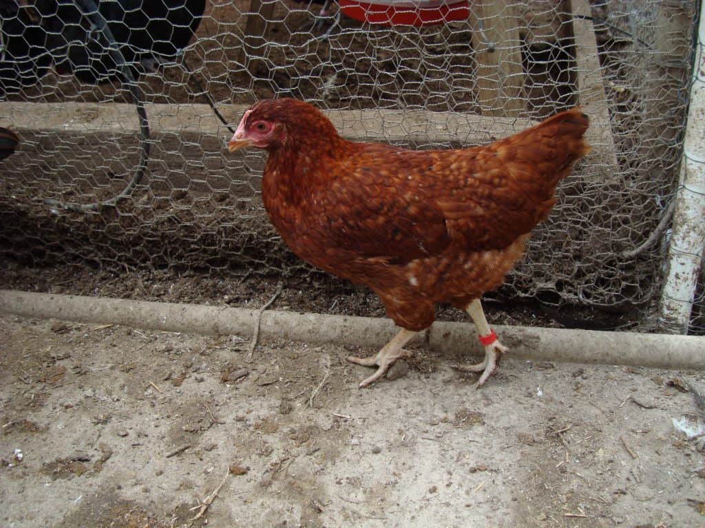 Buff Barred side view