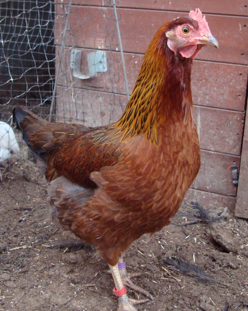 Partridge Leghorn Pullet