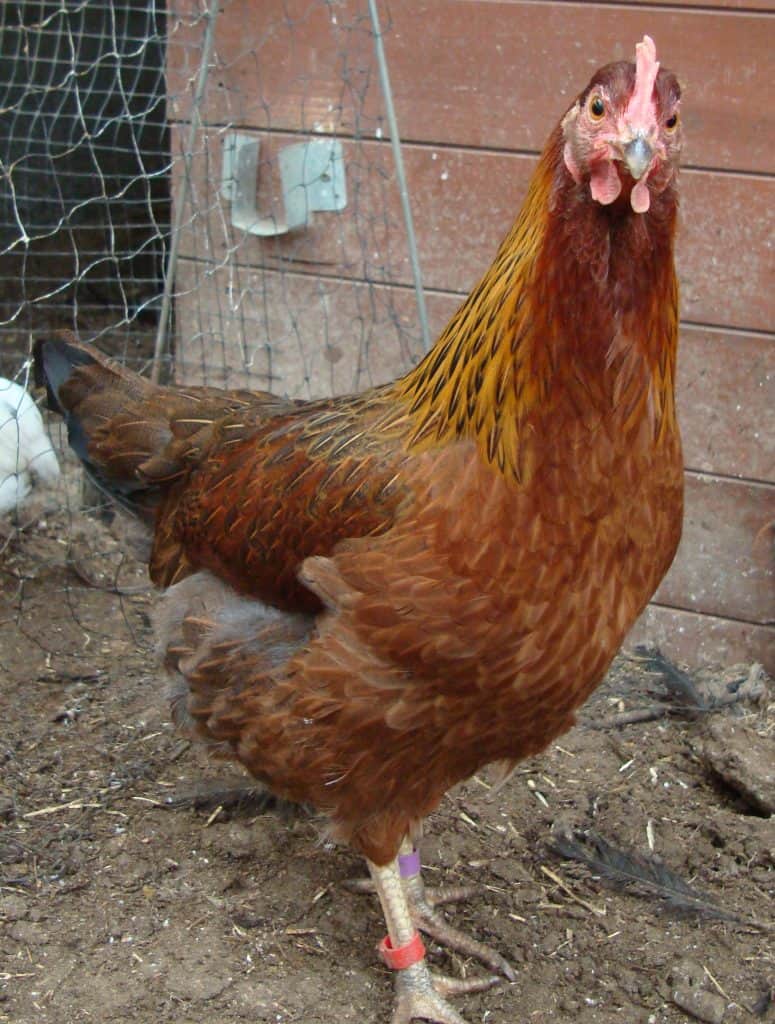 Hen Partridge Leghorn