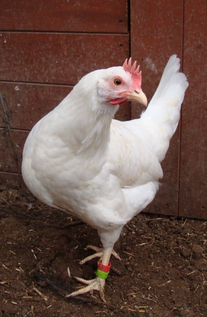 Leghorn pullet