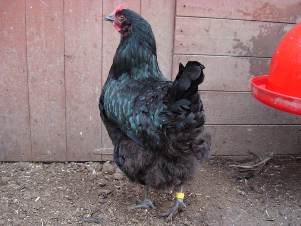 Rhode Rock pullet