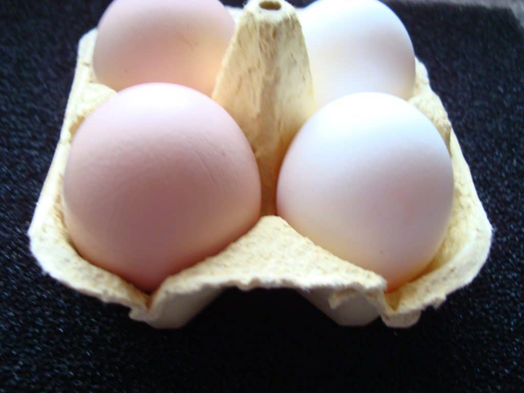 Egg comparison Partridge Leghorn