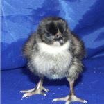 Dayold Hedgerow Sussex Rock chick