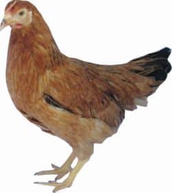 Hedgerow Goldilocks hen