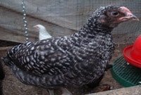 Hedgerow Cuckoo chicken at 6 weeks old