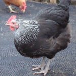 Sussex Rock Pullet