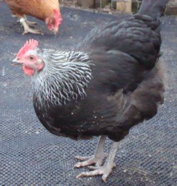 Sussex Rock Pullet