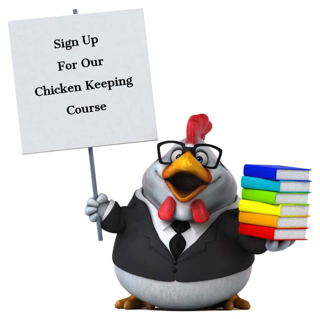 Teacher chicken