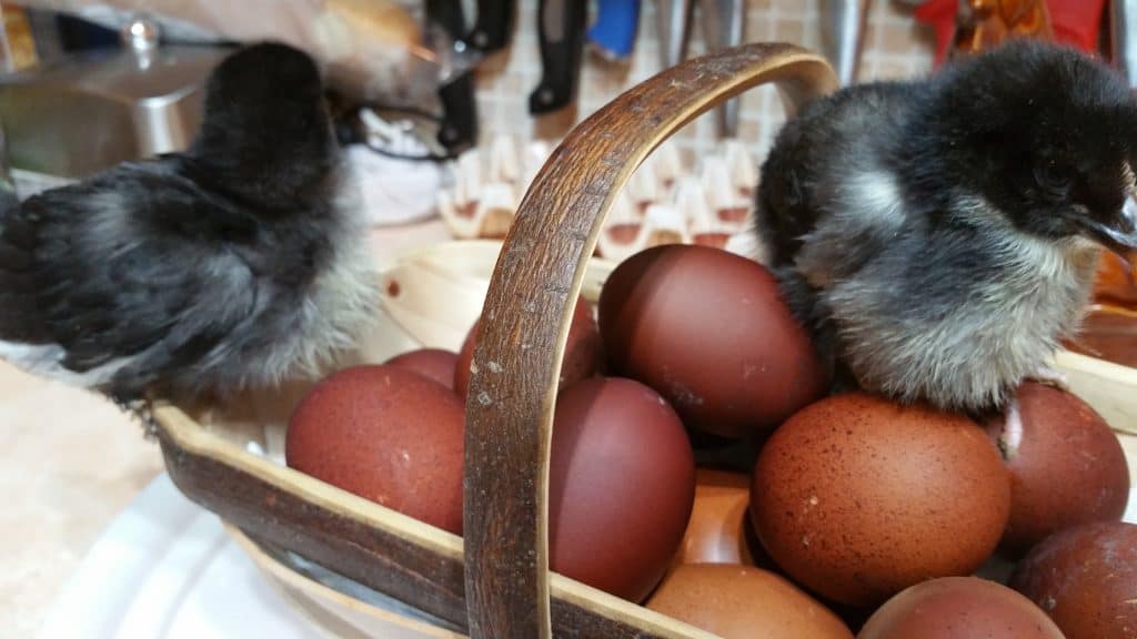 Hatching Eggs and chicks