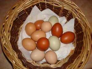 Multicoloured Eggs in Basket
