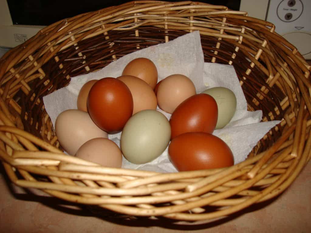 Eggs in basket