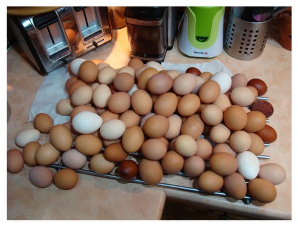 Egg picture