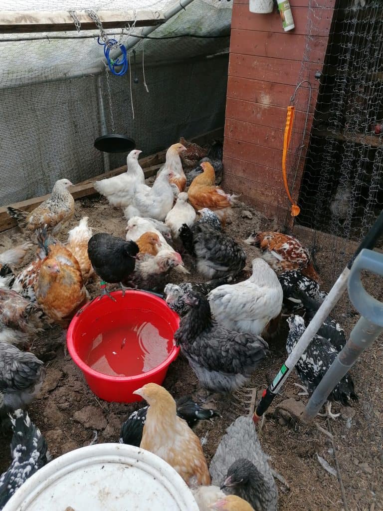 Chickens ready for sale