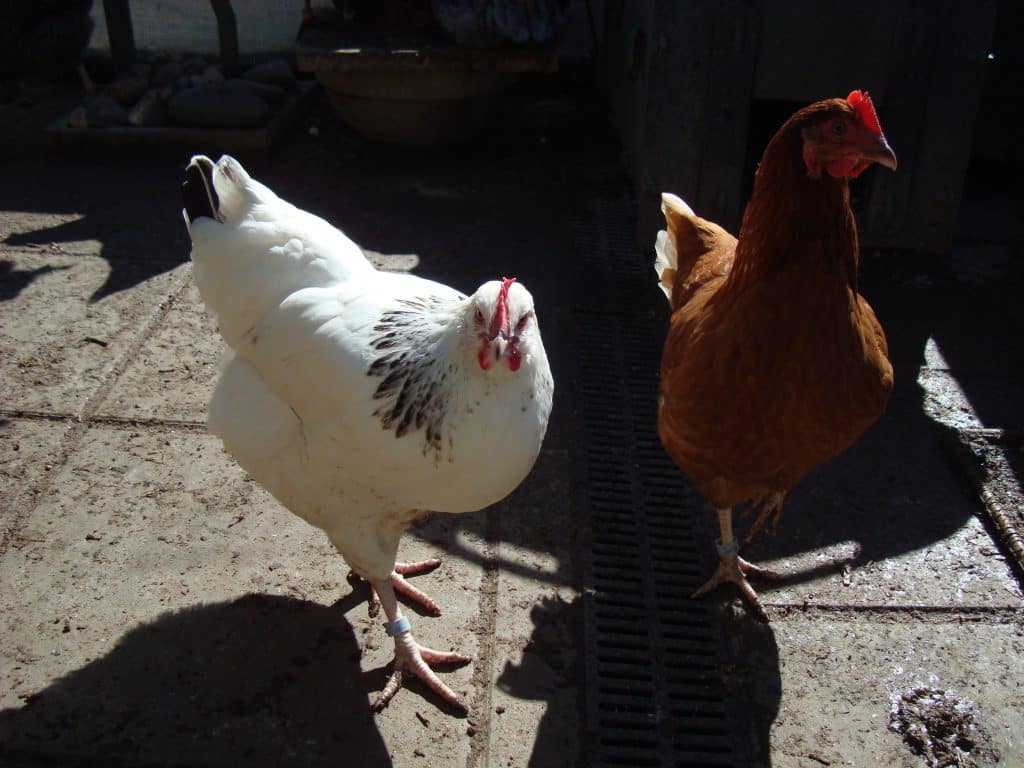 Young Hedgerow Sussex Hen