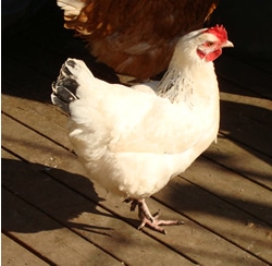 Adult Hen