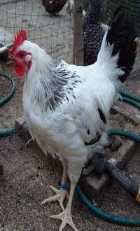 Light Sussex male chicken