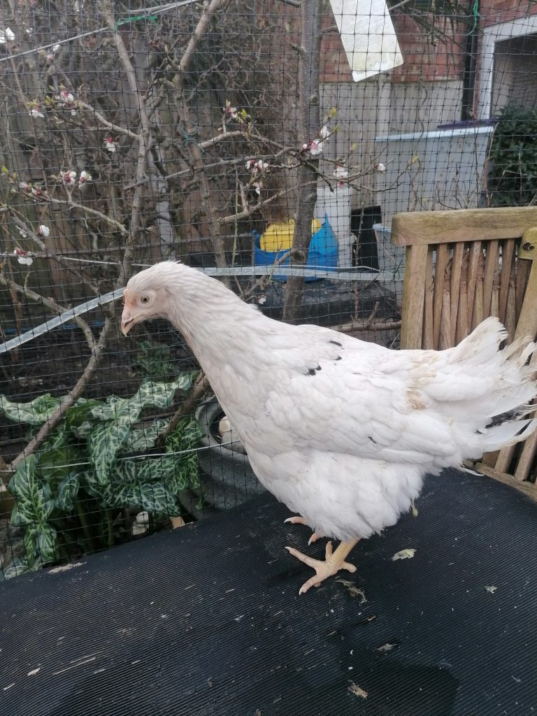 Yet another Lavender chicken