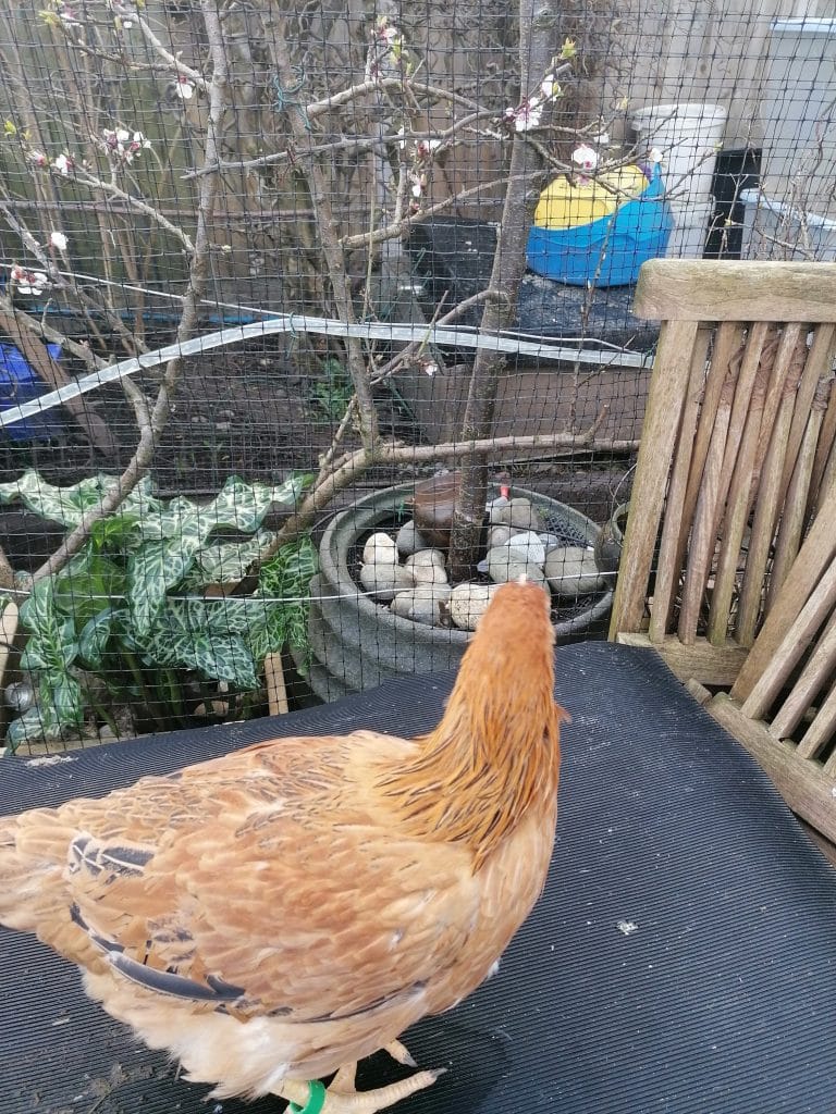 Goldilocks Grower