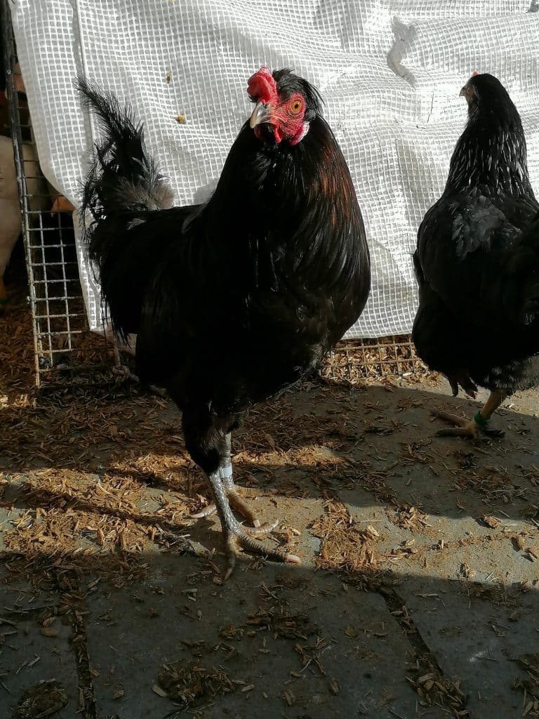 Araucana Black Cockerel