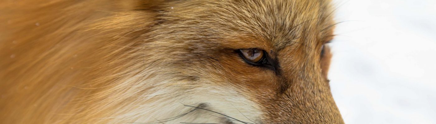 Wiley Fox Close up of head