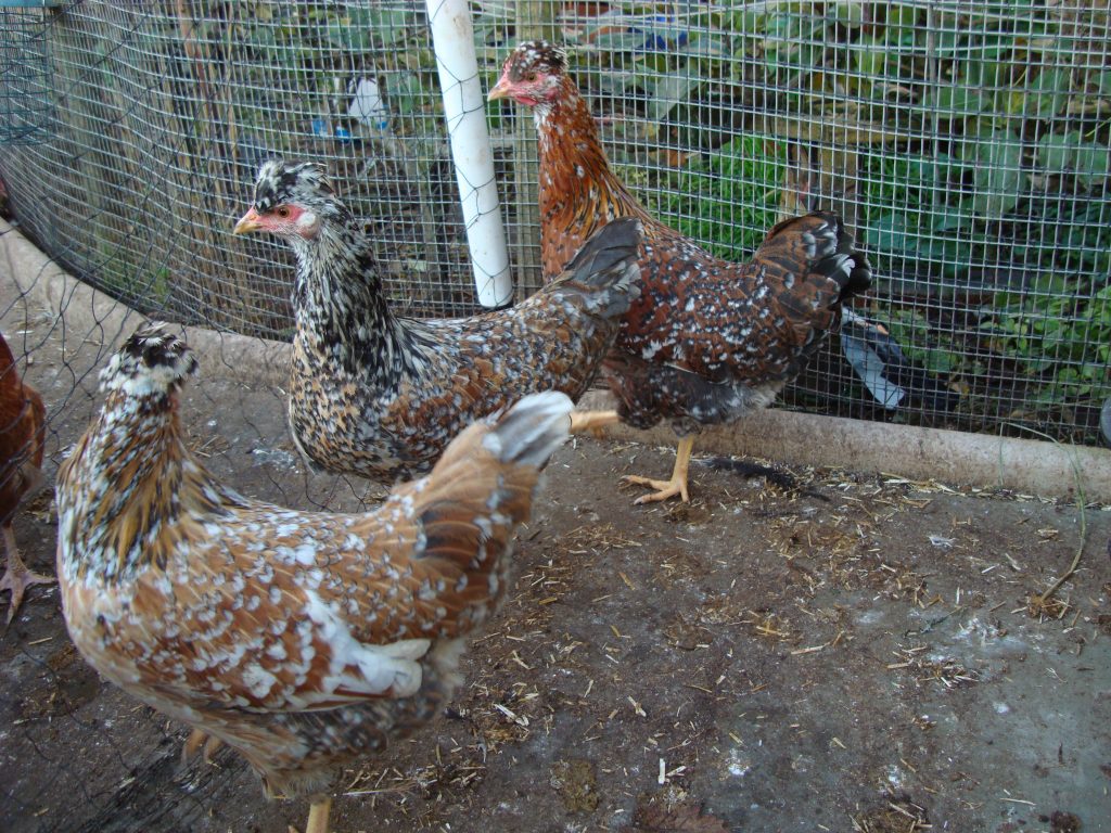 Group of Swedish flower hens