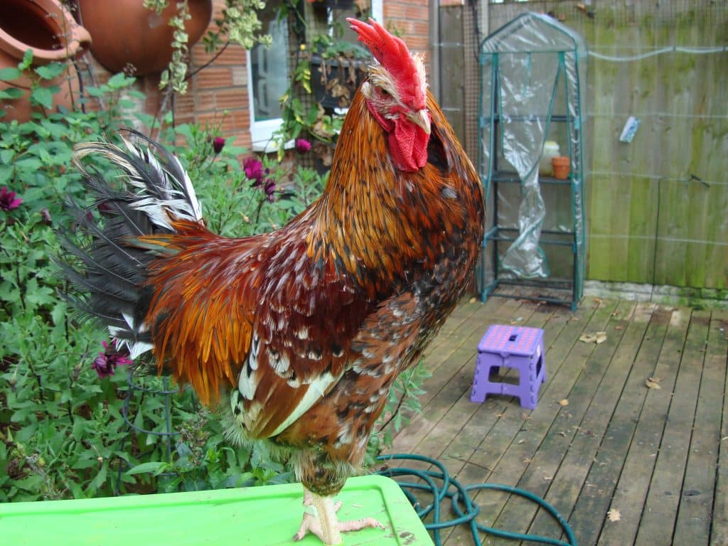Cockerel Black based red