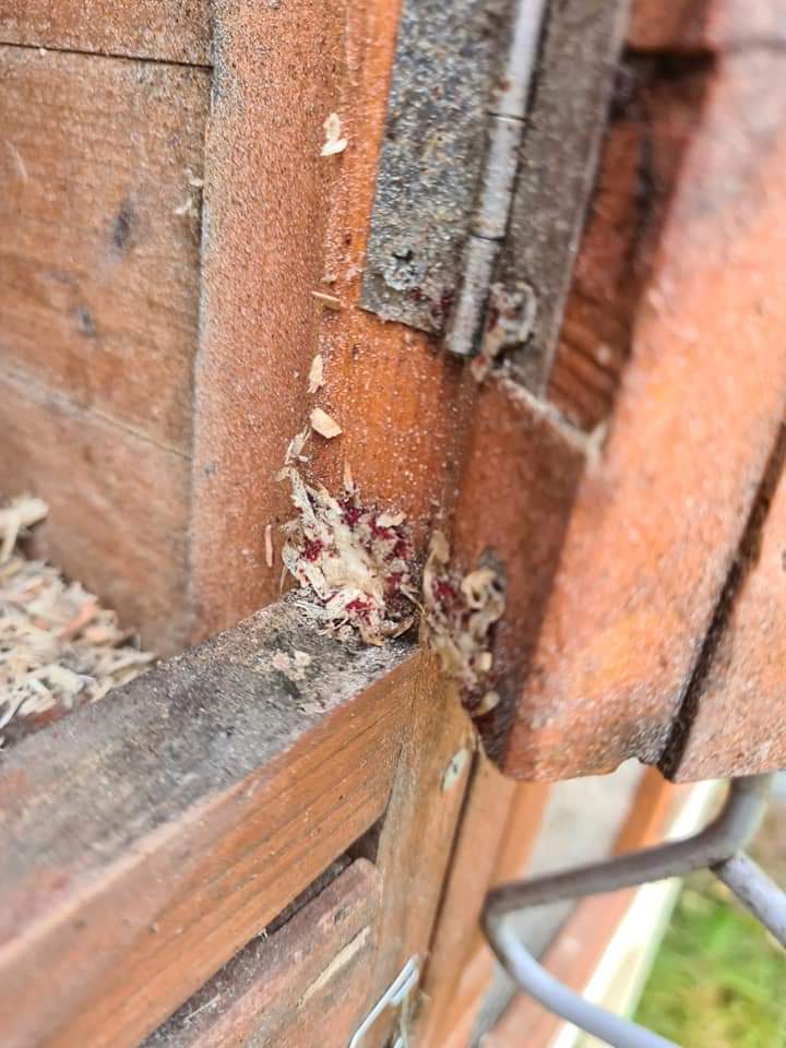 Chicken Pests Archives Hedgerow Henporium for Garden Chickens