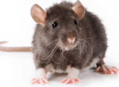 Rats a chicken pests