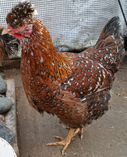 Crested Black Based Red Swedish Flower Hen