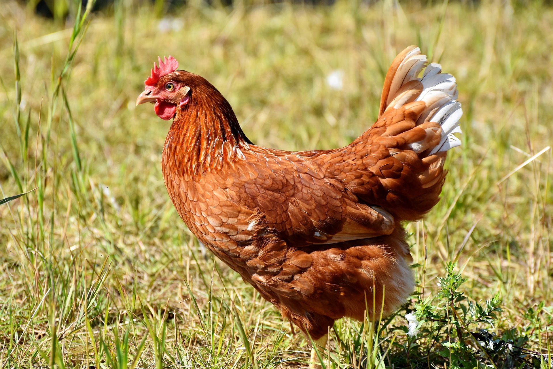 Online Chicken Keeping Course – Foundation