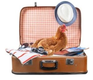 Hen Boarding