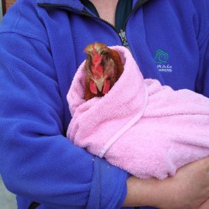 Poultry Keeping chicken