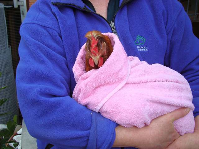 Holding a chicken on our course