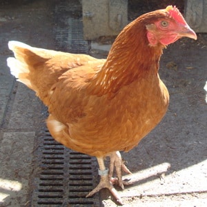 Hy-line brown adult hen