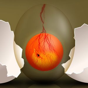 Fertile Egg