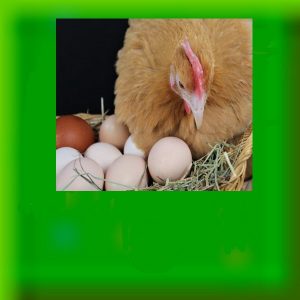 Hatching Eggs
