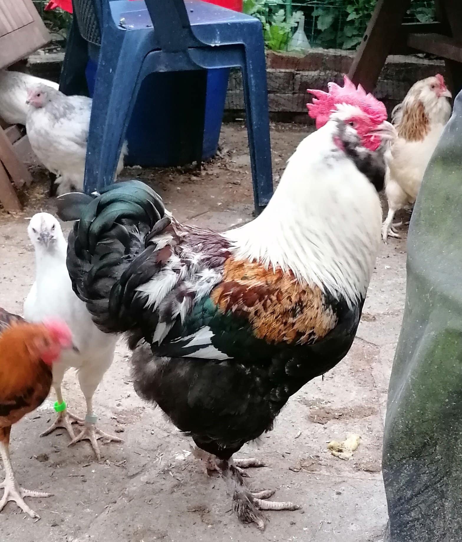 Cockerel with feather pecking damage