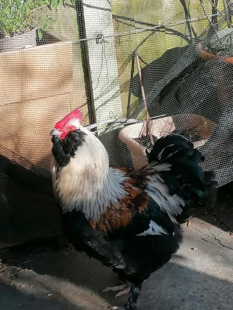 Salmon Faverolles Cockerel