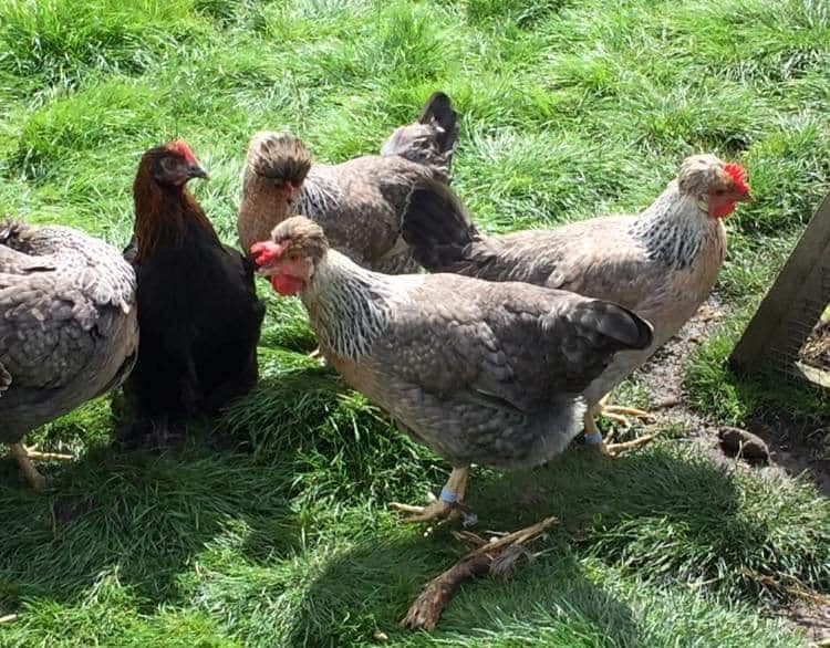 Group of Cream Legbars