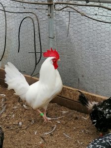 White Leghorn Cockerel