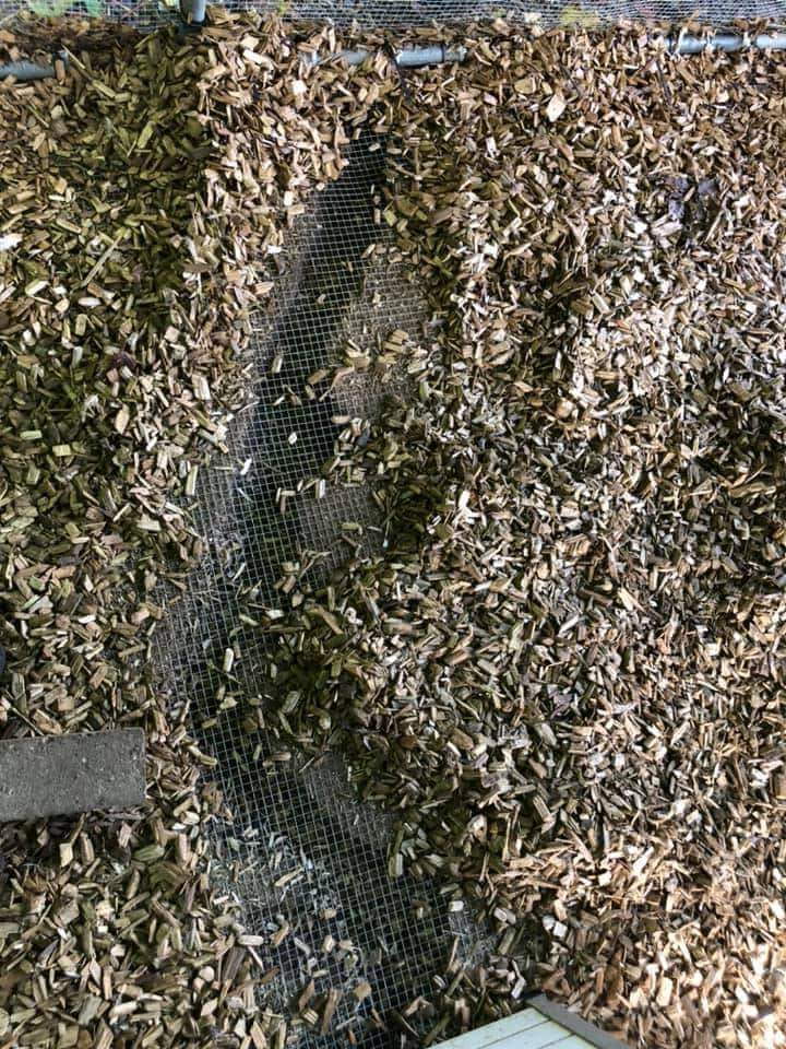 Rat tunnels under a chicken run