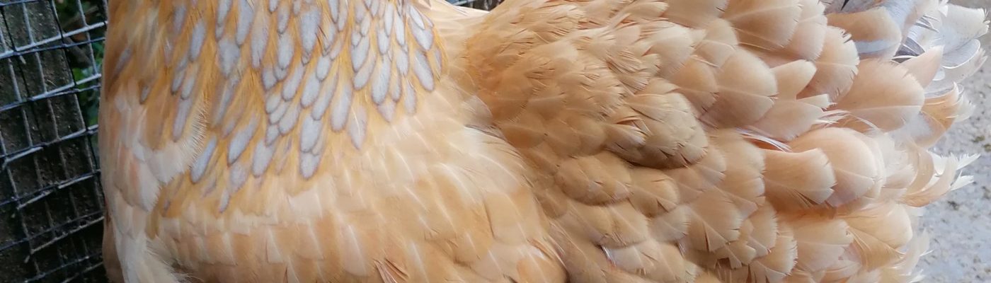 Brahma garden hen