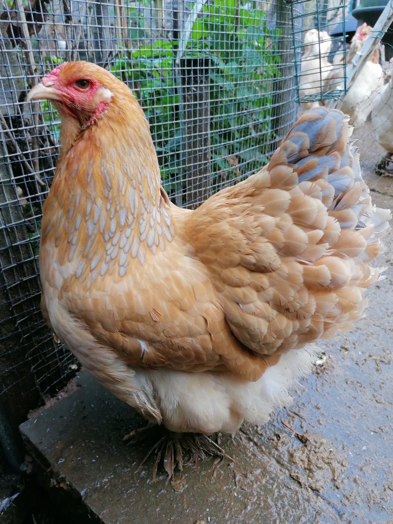 Brahma garden hen