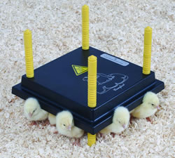 Electric chicken showing chicks underneath