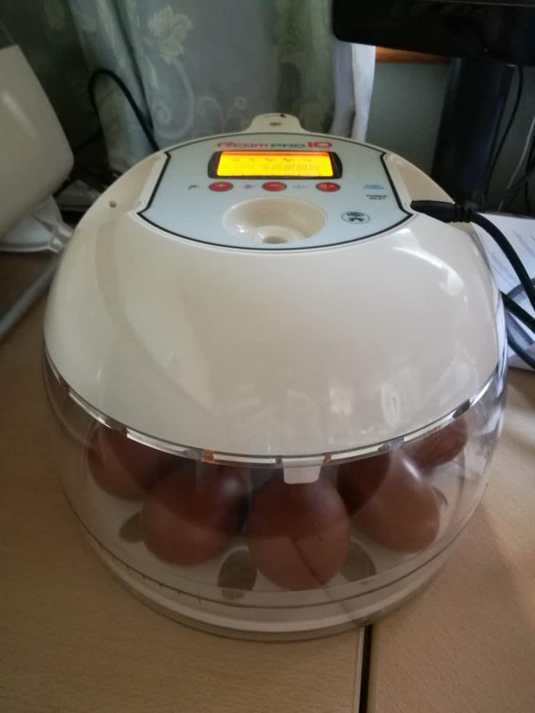 RCOM Incubator with dark eggs