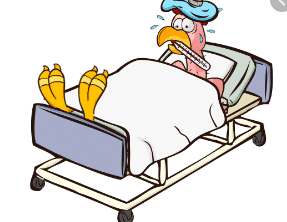 Sick chicken in bed
