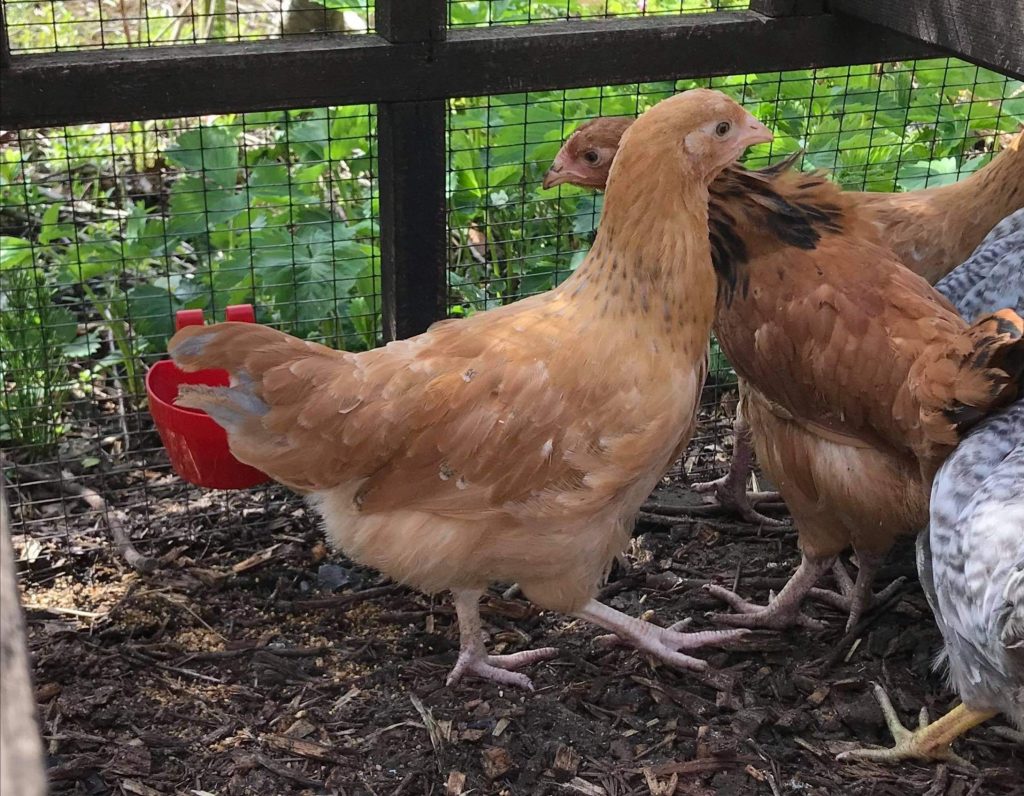 Bluetail x Rhode Island Red