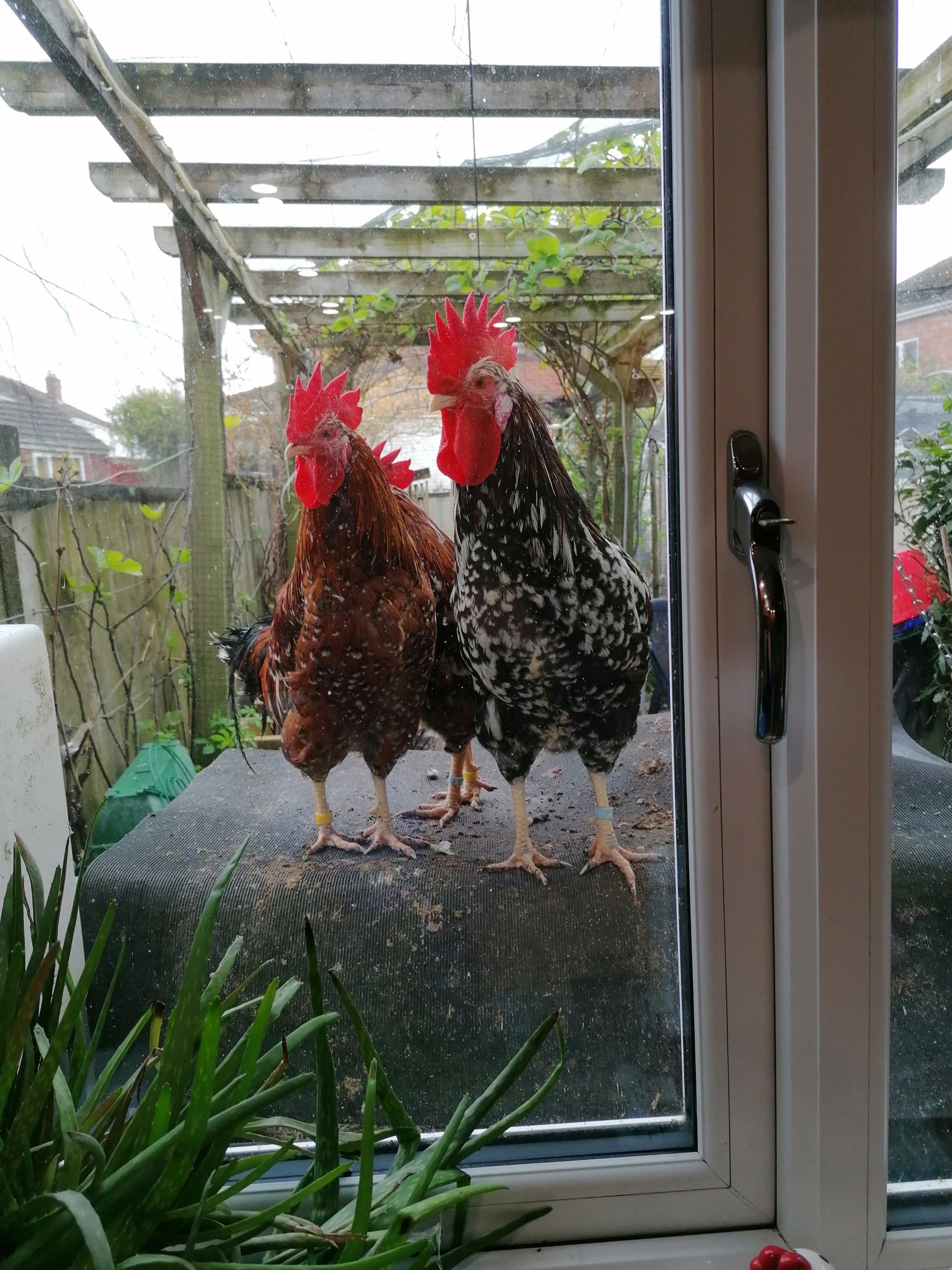 Pair of Cockerels looking into the kitchen window