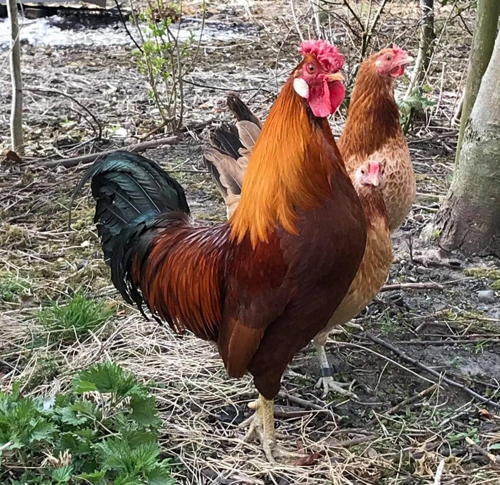 Marsh Daisy hen and cockerel