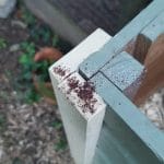 Red mite clustering in a wooden chicken coop